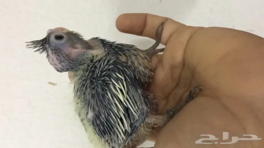 زوج كروان منتج  (image 3)