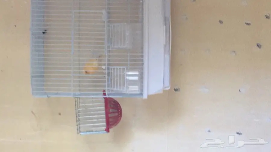 انثى سوريه تلعب بالخيوط