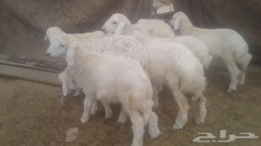 طليان ورخال