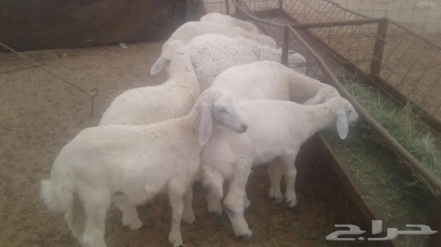 طليان ورخال (image 1)