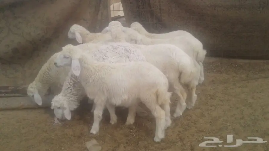 طليان ورخال (image 2)