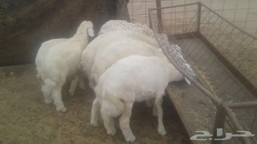 طليان ورخال (image 3)