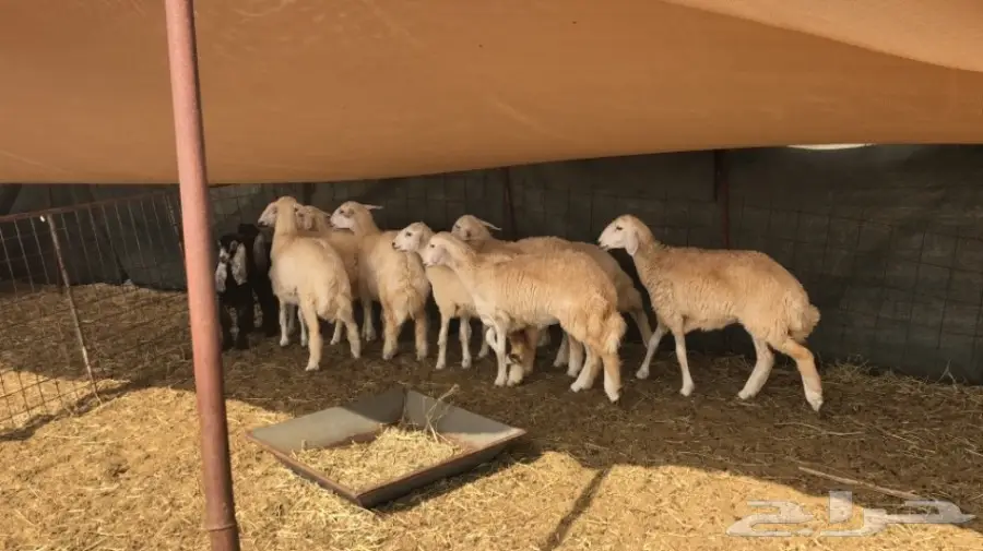 ذبايح للبيع جاهزه 