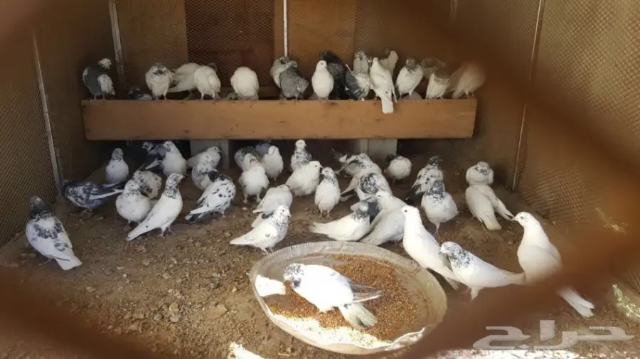 حمام منوع للبيع