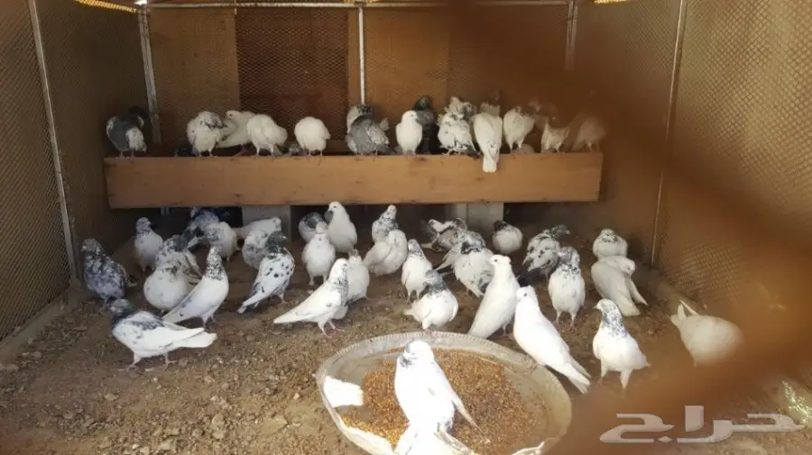 حمام منوع للبيع (image 1)