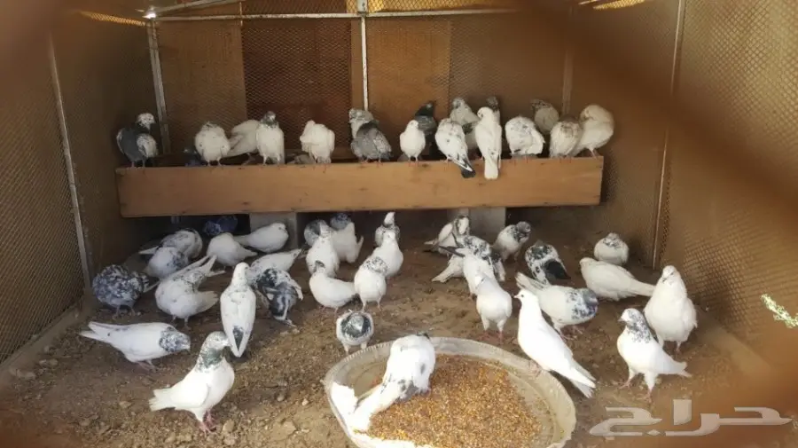 حمام منوع للبيع (image 2)