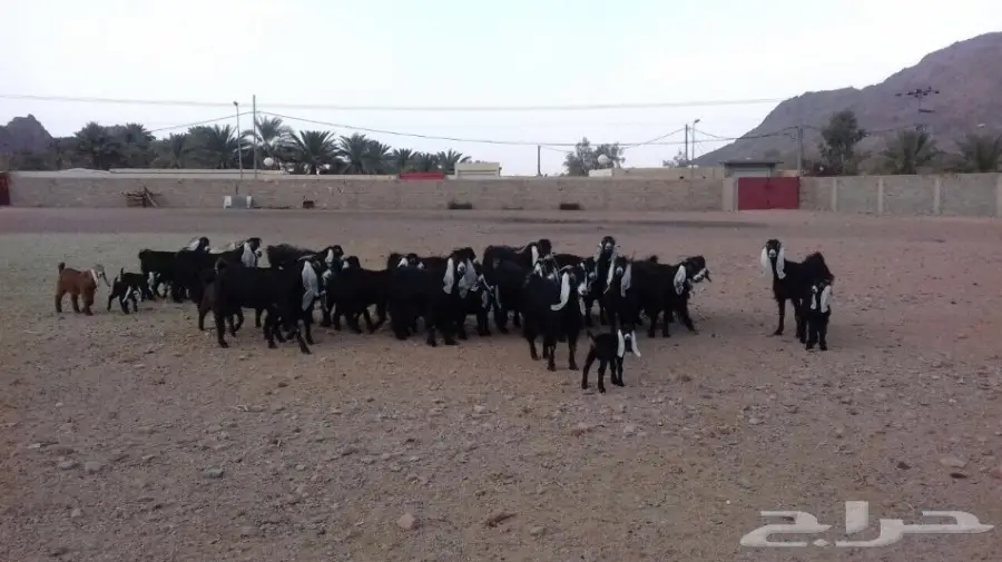 للبيع  ماعز عارضيات صنف