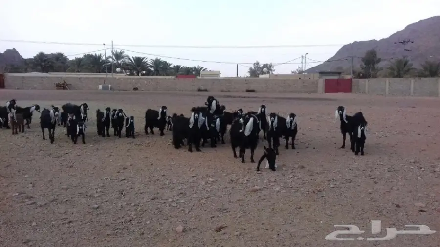 للبيع  ماعز عارضيات صنف (image 1)