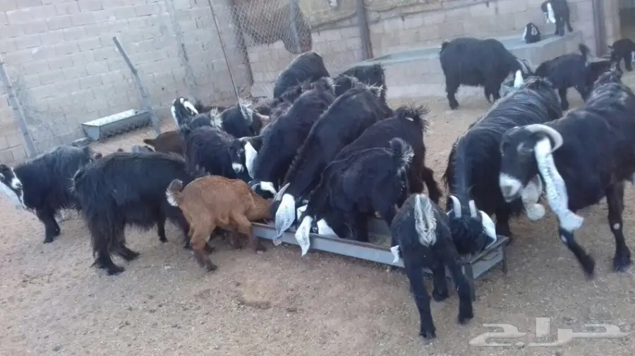 للبيع  ماعز عارضيات صنف (image 2)