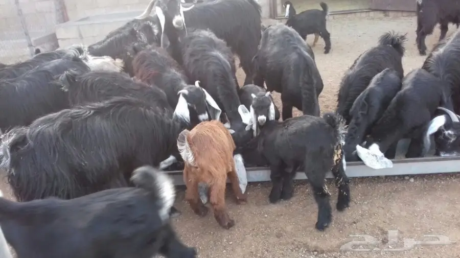 للبيع  ماعز عارضيات صنف (image 3)