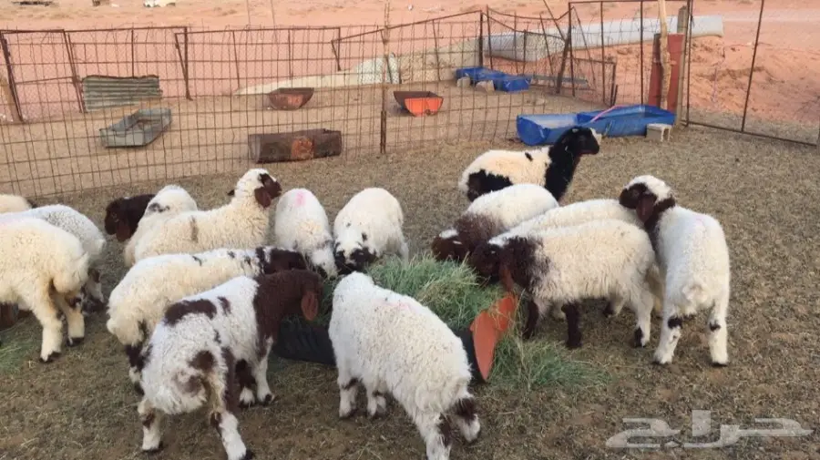 للبيع هرافى نعيم العدد ( 39 ) رأس 