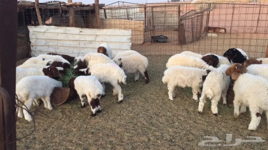 للبيع هرافى نعيم العدد ( 39 ) رأس  (image 2)