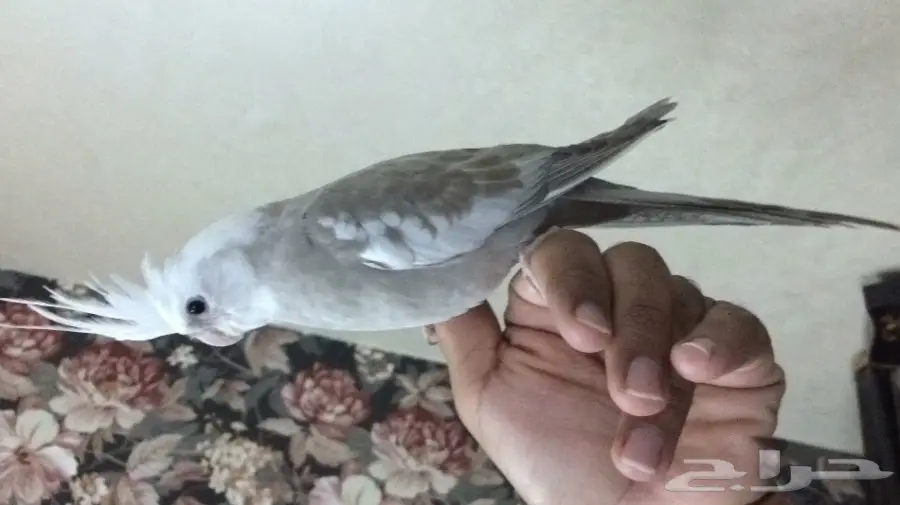 كروان اليف وهدد داخلي وخارجي للبيع  (image 3)