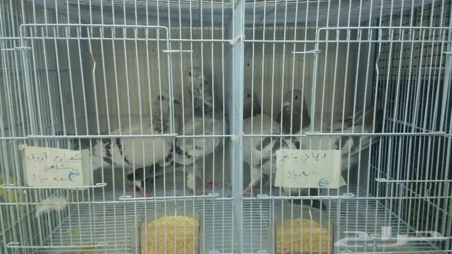 حمام شامي للبيع جوزين منتجة وأثنين أخوان 