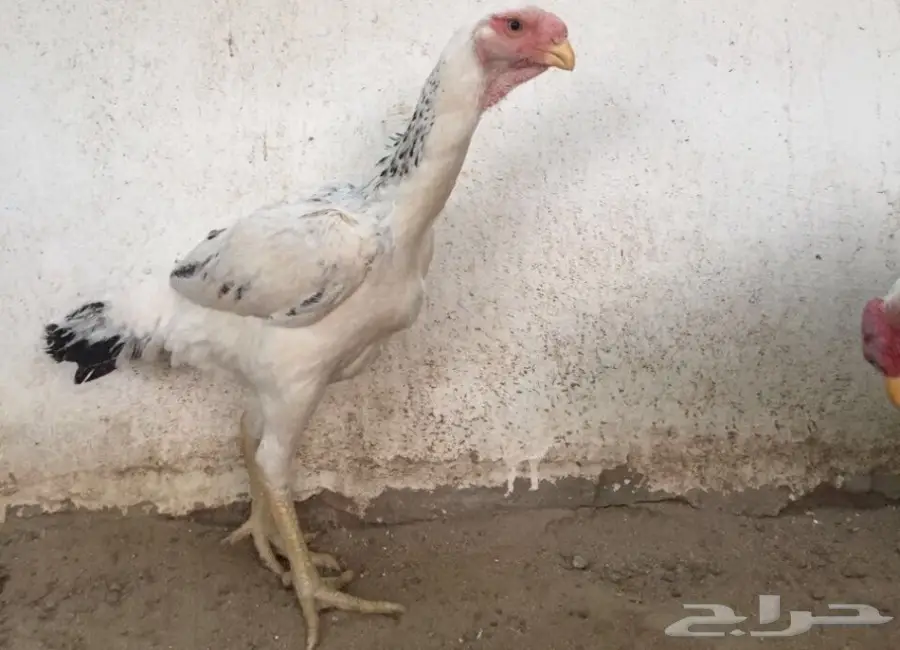 طقم دجاج حجازي - فارسي (image 1)