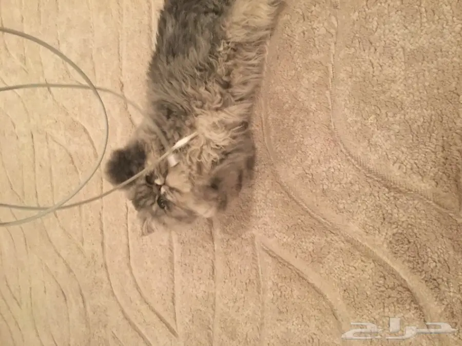 قطه شيرازي امريكي للبيع (image 4)