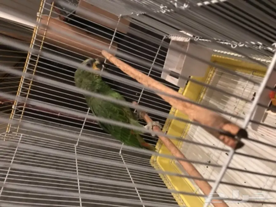 بغبغاء أورنج وينج أمازون 