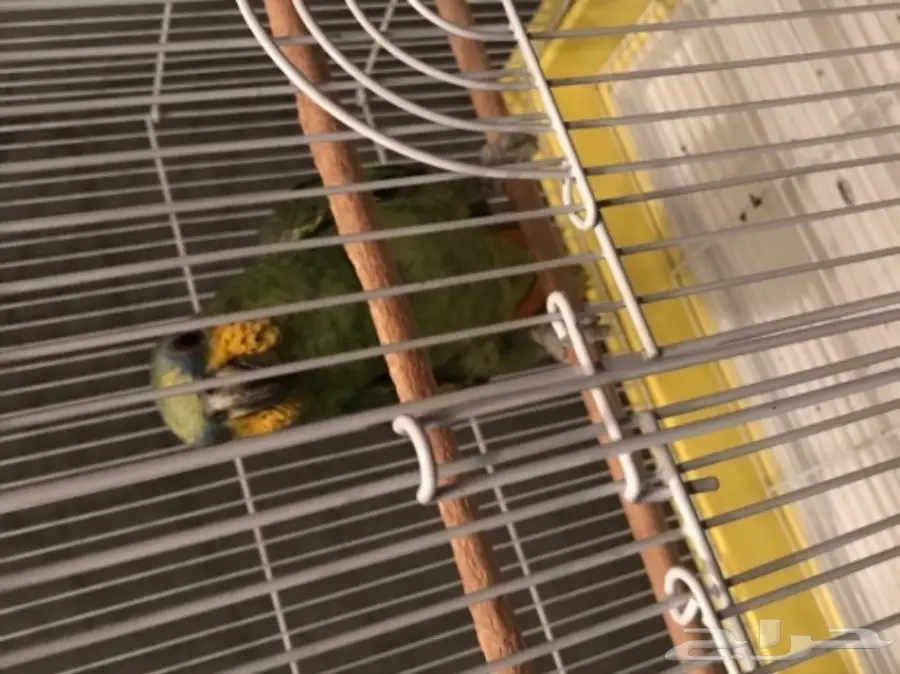 بغبغاء أورنج وينج أمازون  (image 1)