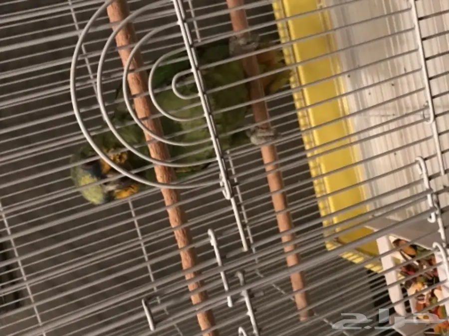 بغبغاء أورنج وينج أمازون  (image 2)