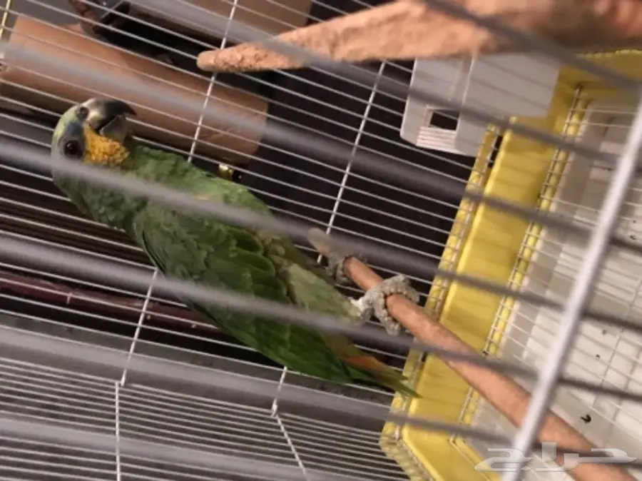 بغبغاء أورنج وينج أمازون  (image 3)