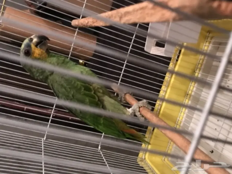 بغبغاء أورنج وينج أمازون  (image 4)