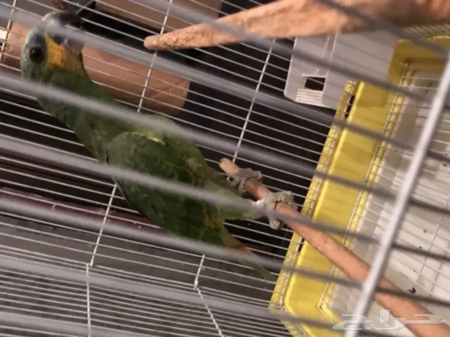 بغبغاء أورنج وينج أمازون  (image 5)