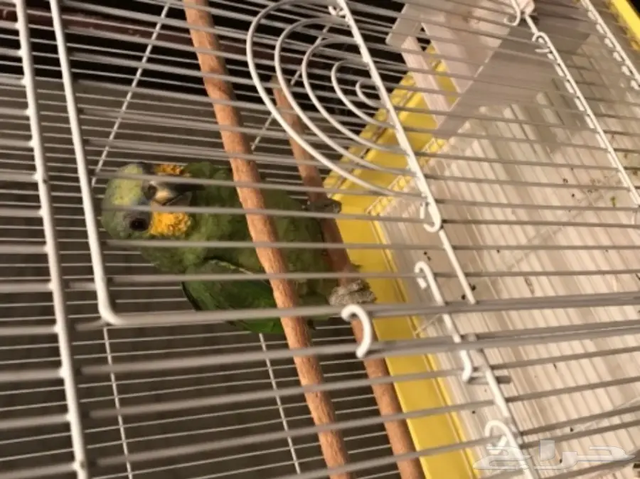 بغبغاء أورنج وينج أمازون  (image 6)