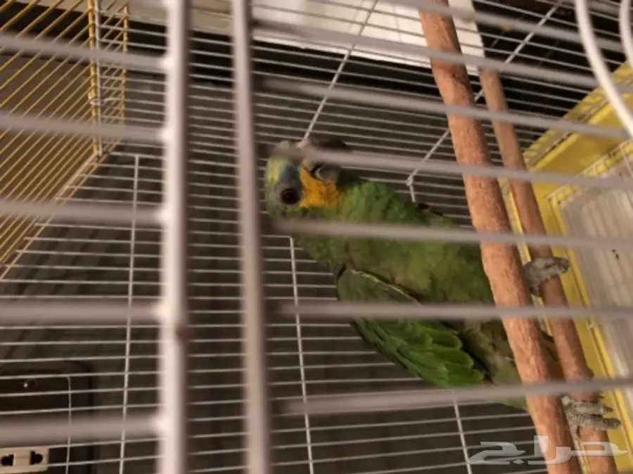 بغبغاء أورنج وينج أمازون  (image 8)