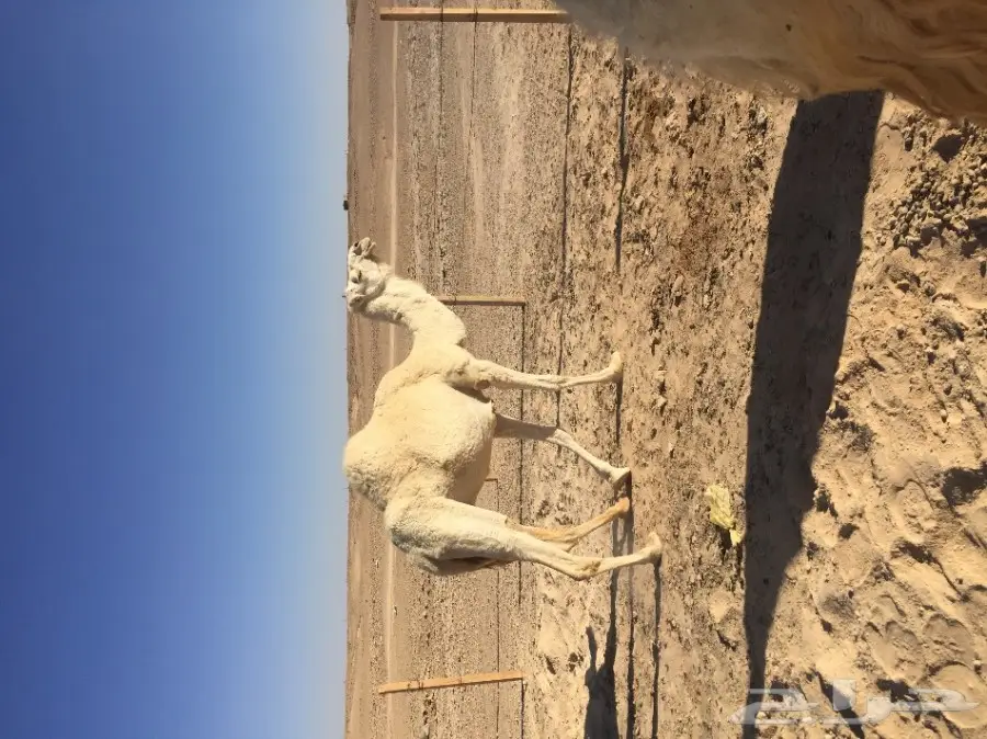 نياق قصب للبيع  (image 1)