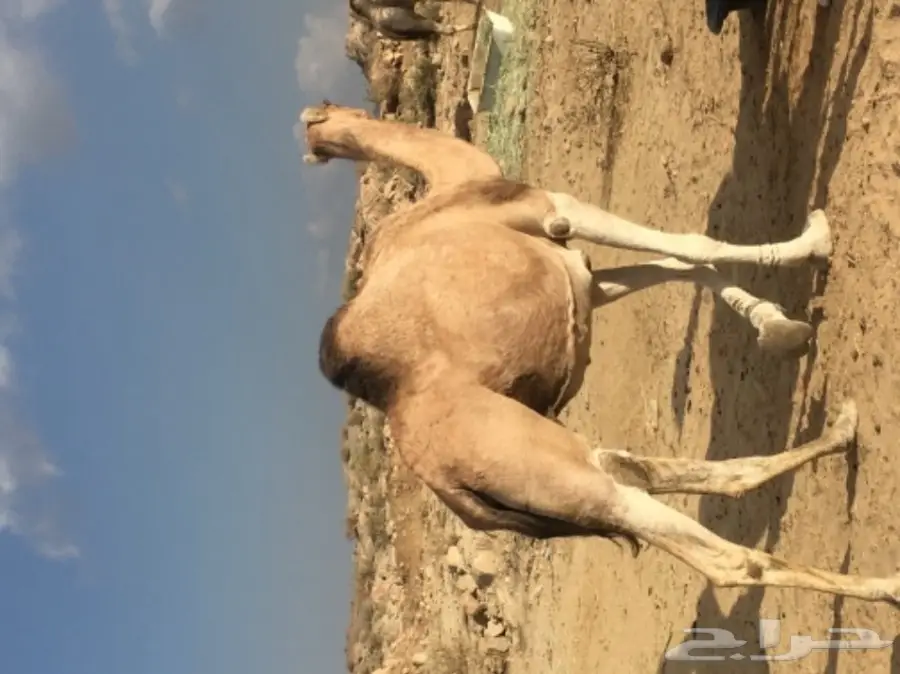 خلفه مميزة للبيع - فرصة لا تُفوَّت! (image 1)