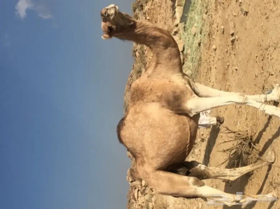 خلفه مميزة للبيع - فرصة لا تُفوَّت! (image 2)