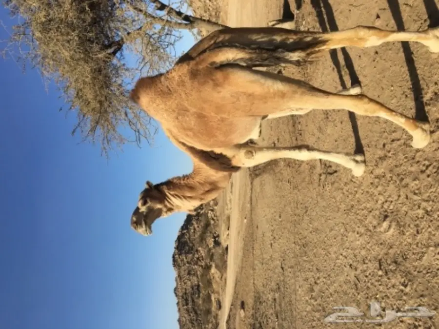 خلفه مميزة للبيع - فرصة لا تُفوَّت! (image 3)