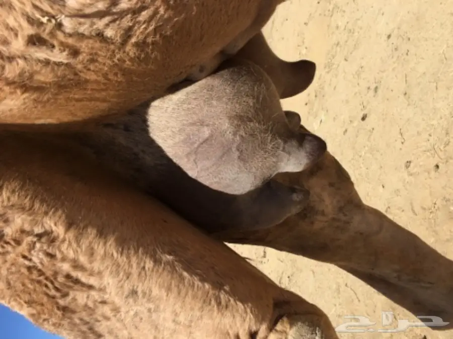 خلفه مميزة للبيع - فرصة لا تُفوَّت! (image 5)