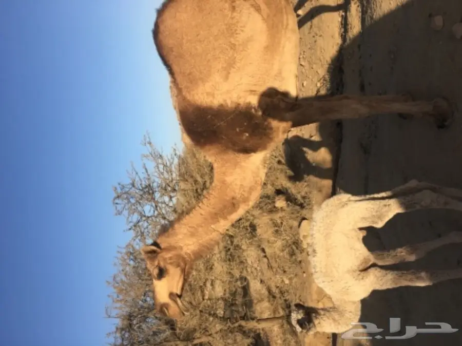 خلفه مميزة للبيع - فرصة لا تُفوَّت! (image 7)