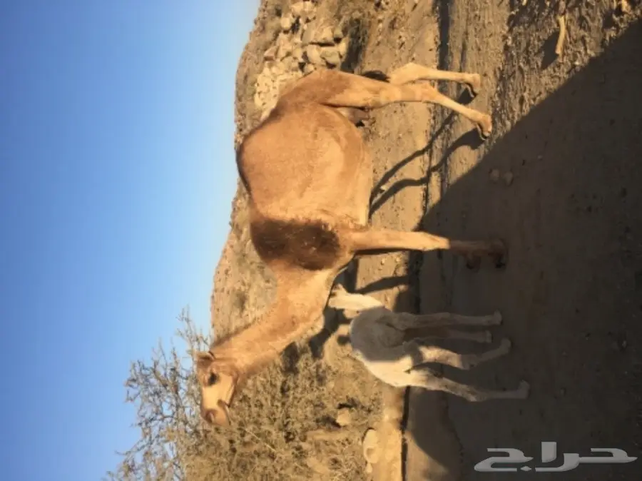 خلفه مميزة للبيع - فرصة لا تُفوَّت! (image 8)