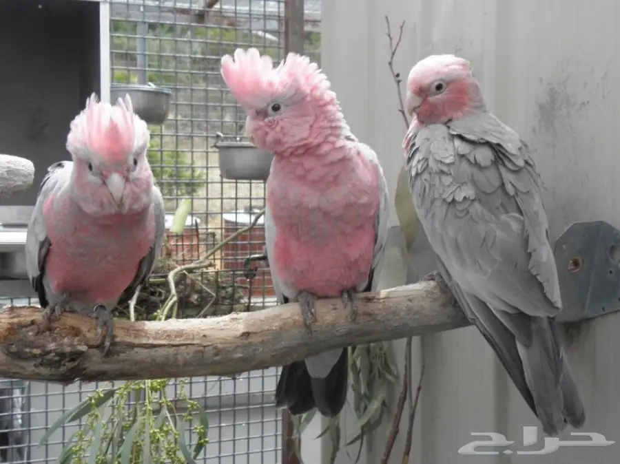 فروخ كوكاتو قالا 