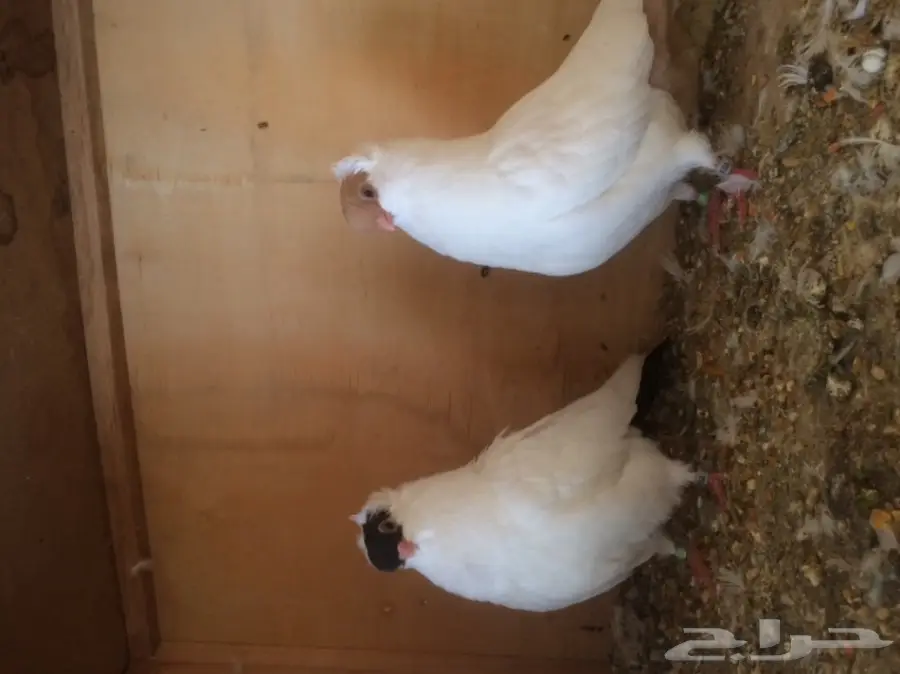 هلمت (image 1)