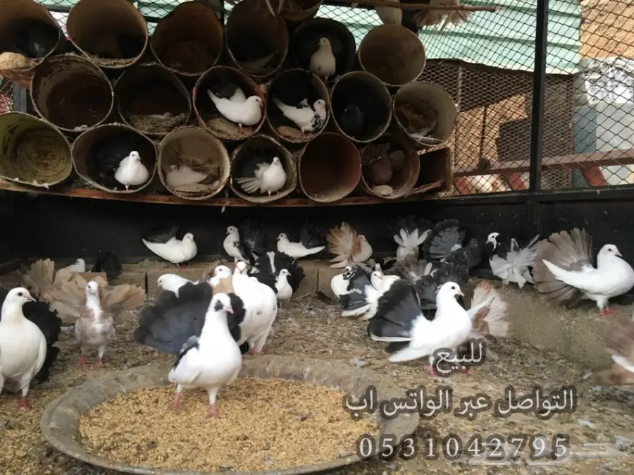 حمام رقاص للبيع _ 20 زوج بالجمله (image 10)