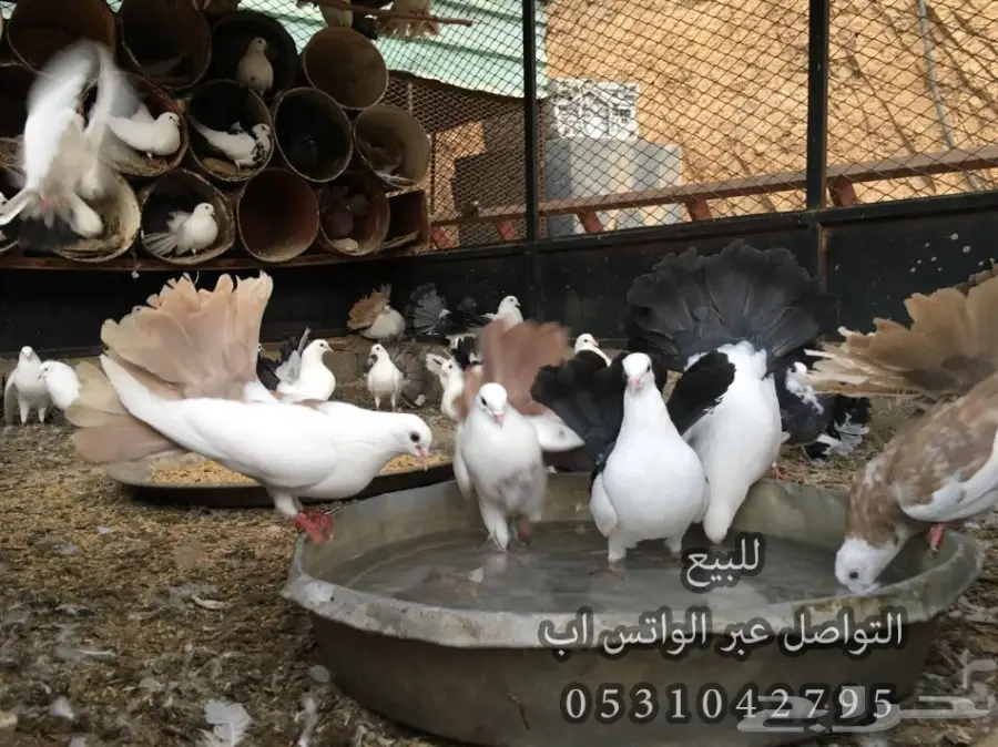 حمام رقاص للبيع _ 20 زوج بالجمله (image 11)