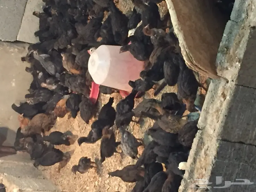 صوص شهر ونص  (image 2)