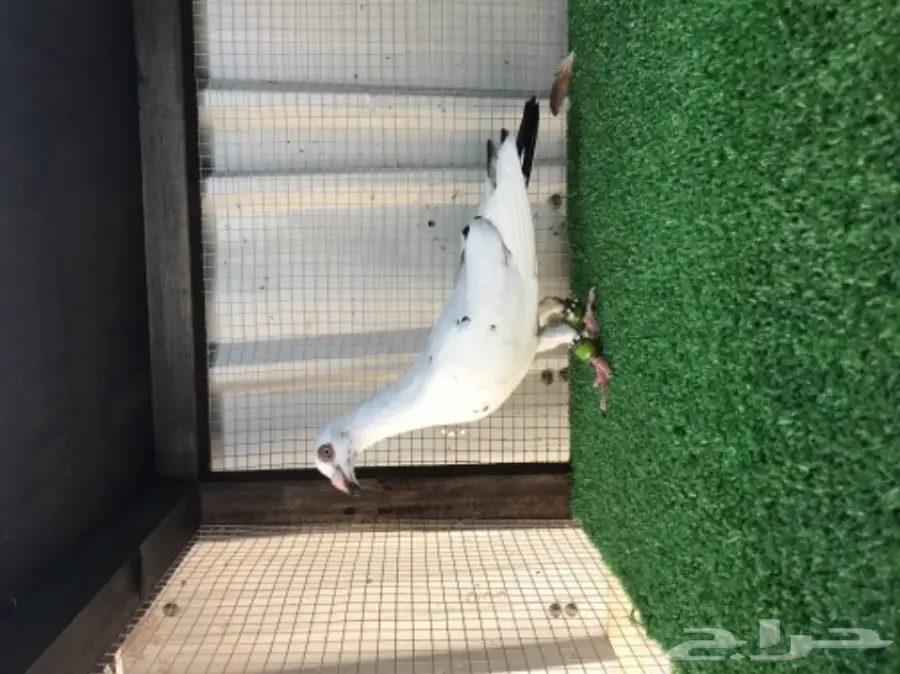 حمام سوري فاخر