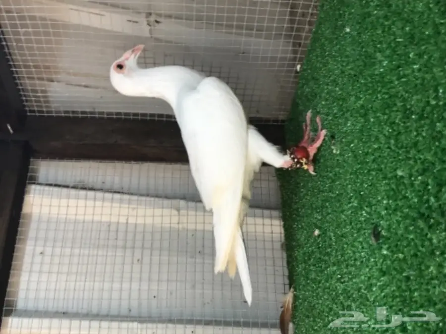 حمام سوري فاخر - فرصة لا تُفوّت! (image 6)