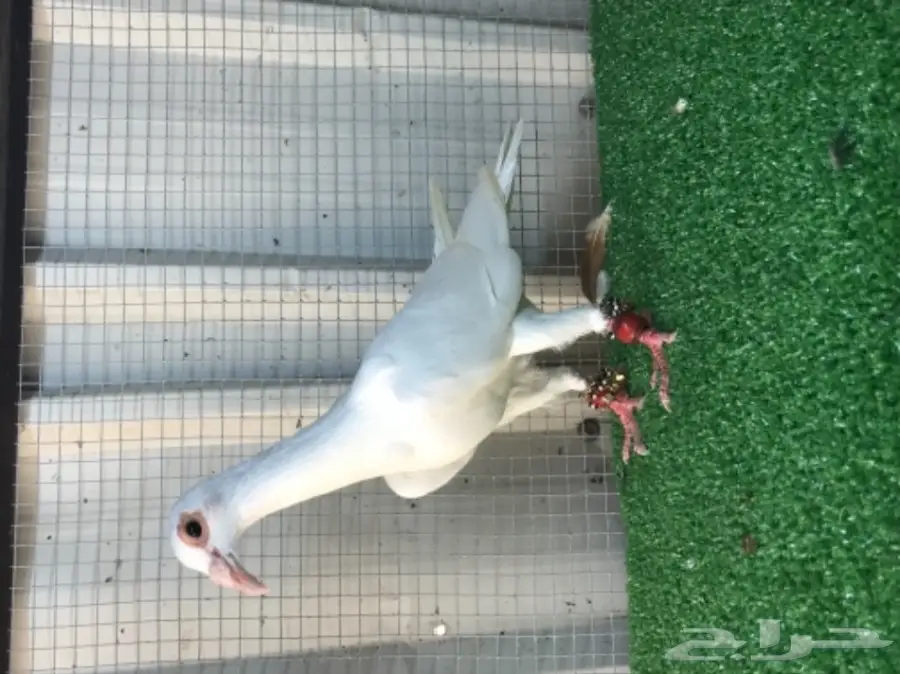 حمام سوري فاخر - فرصة لا تُفوّت! (image 7)