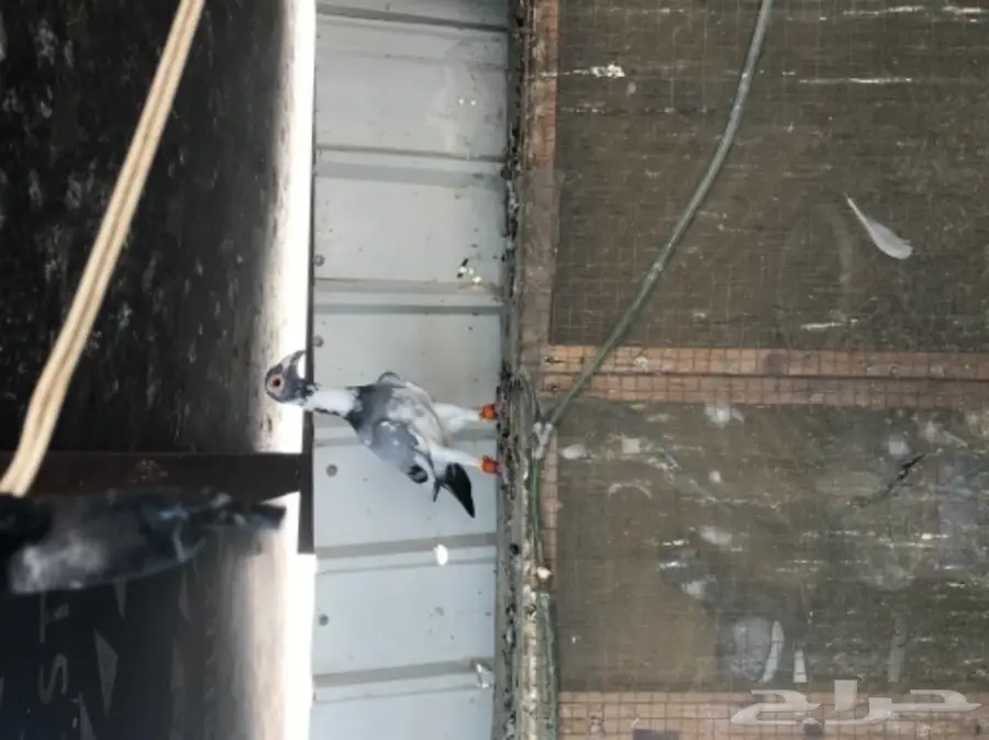 حمام سوري فاخر - فرصة لا تُفوّت! (image 8)