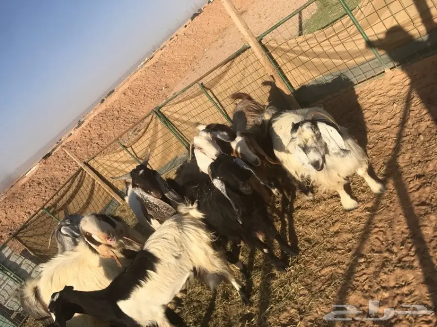  غنم طيبه للبيع  (image 1)