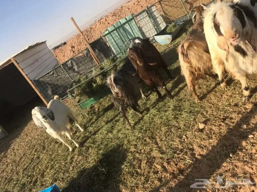  غنم طيبه للبيع  (image 5)