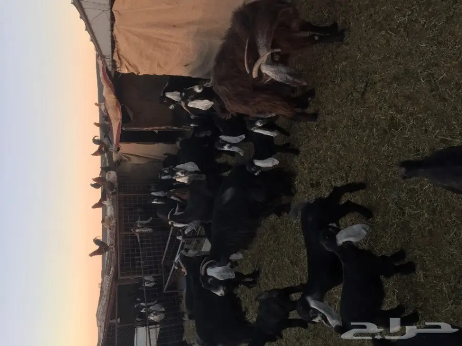 معزا عوارض طيبات مراح 