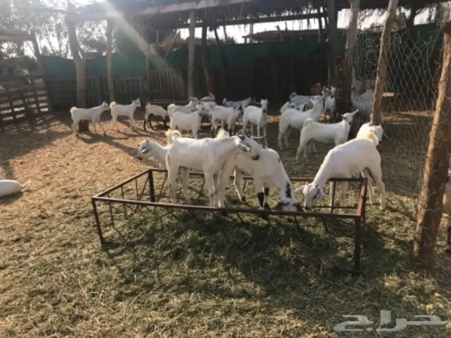 تيوس وجفار بلدي على الشرط