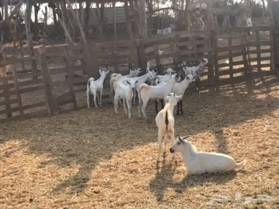 تيوس وجفار بلدي على الشرط (image 1)