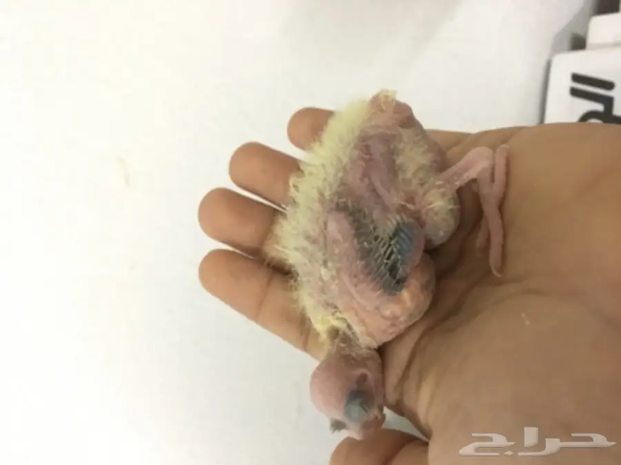 زوج كروان منتج  (image 4)